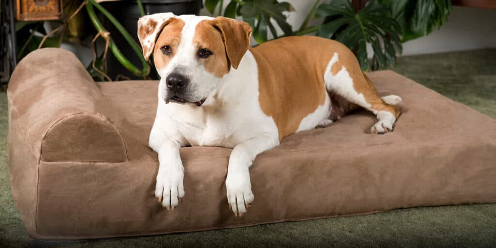 7 Best Orthopedic Dog Beds for large dogs in August 2024